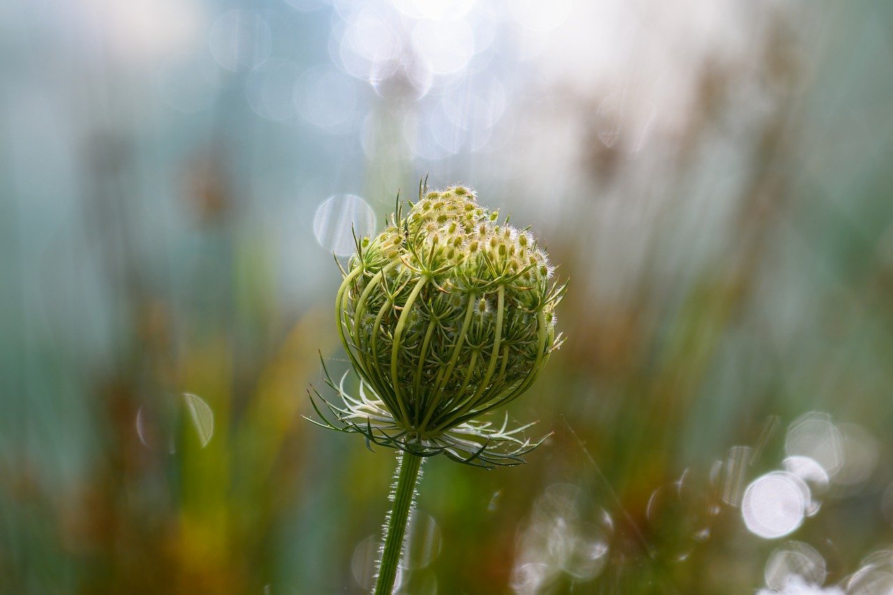 wild plant, wild carrot, medicinal plant-7363157.jpg